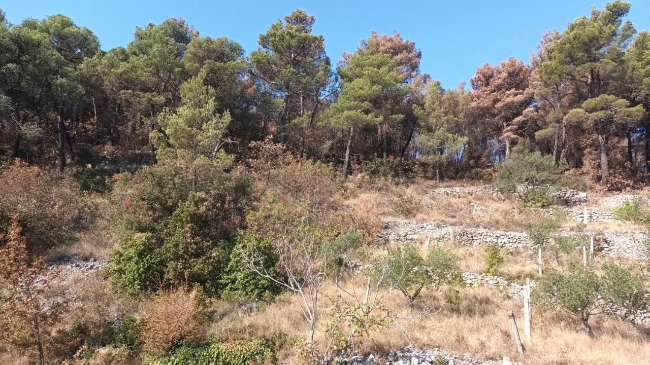 Marijan Martinovic Apartments Zaton  Εξωτερικό φωτογραφία